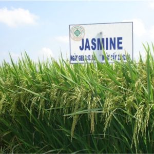 Jasmine Paddy