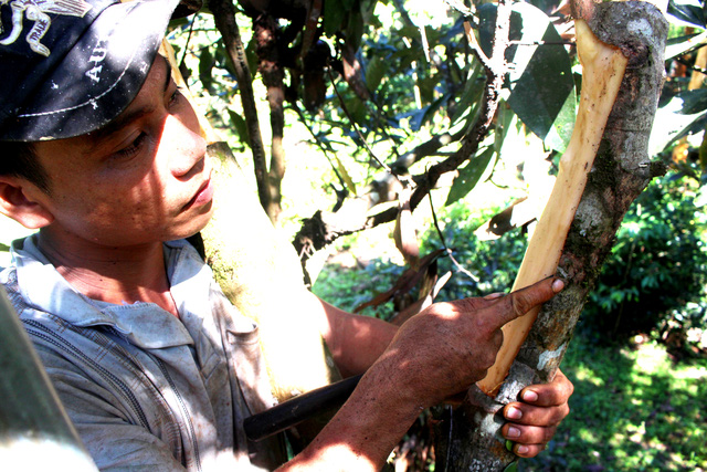 Cassia Harvest