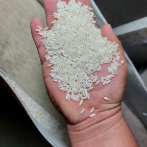 Common White Rice Vietnam